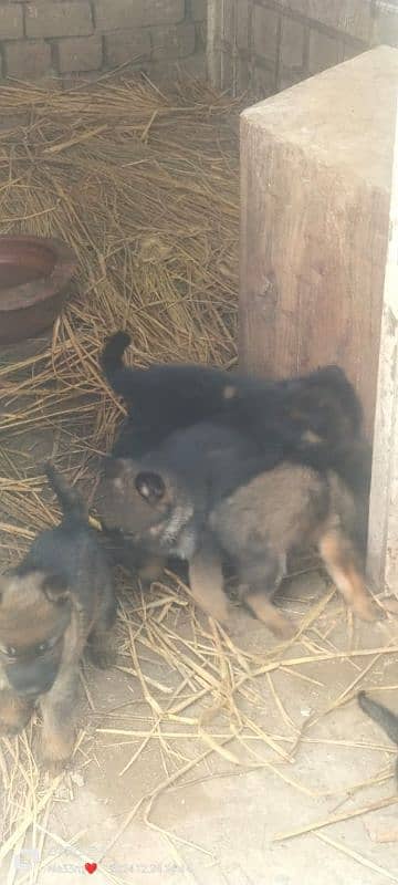 wolf shepherd puppies for sale 2