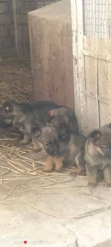 wolf shepherd puppies for sale 3