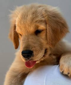 Golden Retriever Puppy