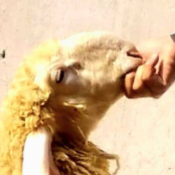 Pure Kajla Male/Sheep/Goat/Chatra/Bakra/Dumba 3