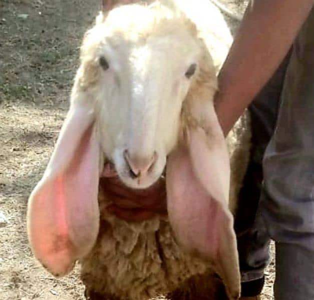 Pure Kajla Male/Sheep/Goat/Chatra/Bakra/Dumba 4