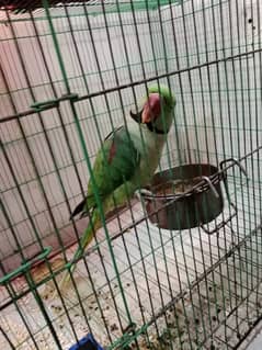 parrot sale