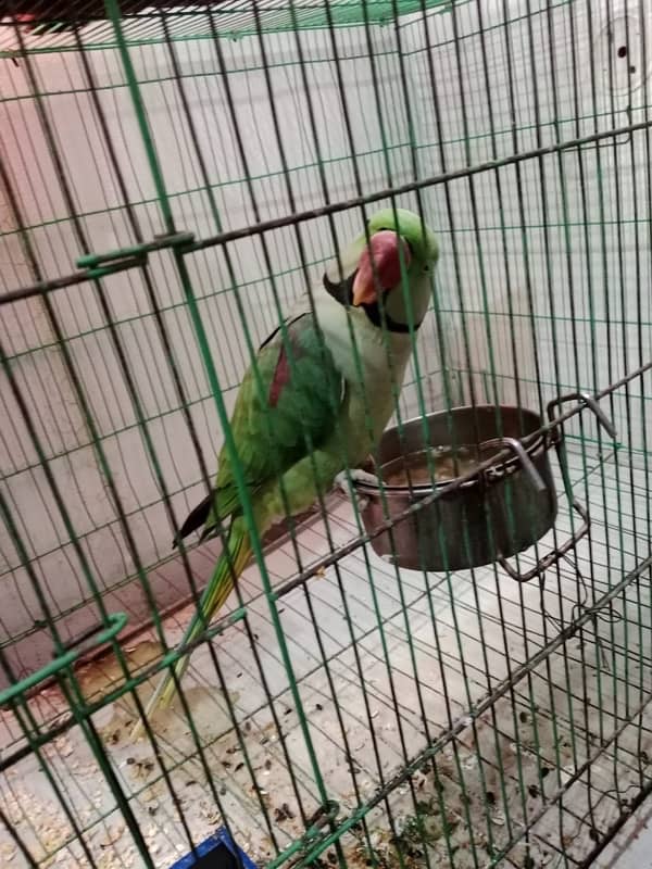 parrot sale 0