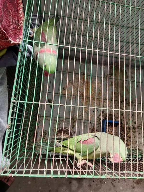 parrot sale 1