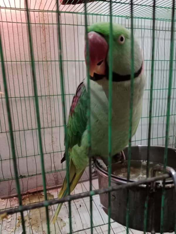 parrot sale 2