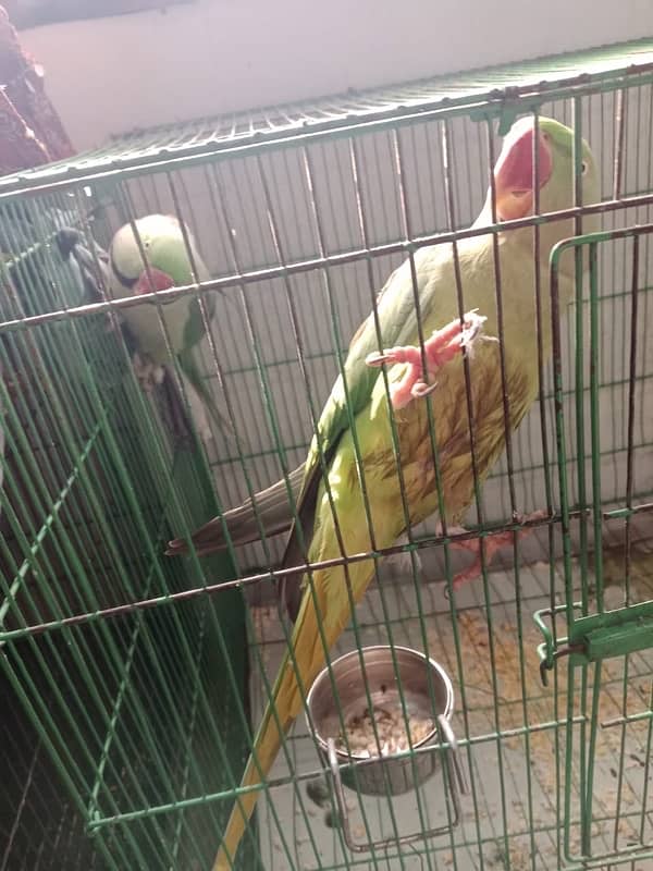 parrot sale 3