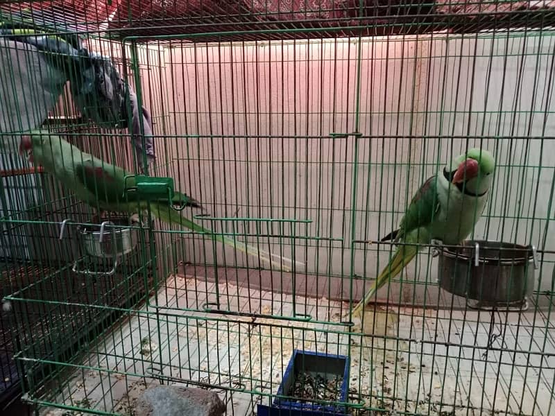 parrot sale 4