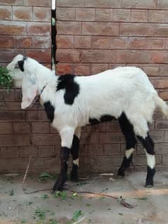 Goats | Ablak Goat | Gulabi Goat | Desi Goats | Goats For Sale