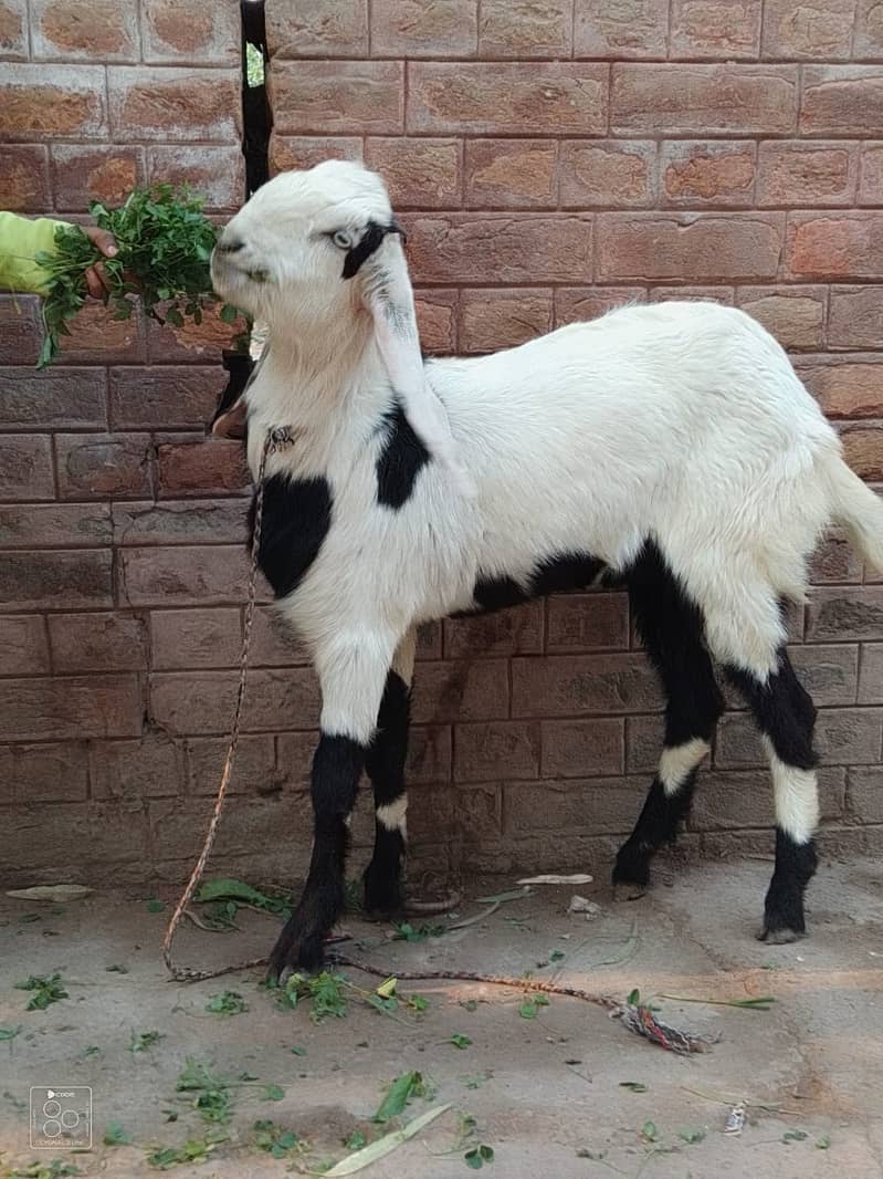 Goats | Ablak Goat | Gulabi Goat | Desi Goats | Goats For Sale 1