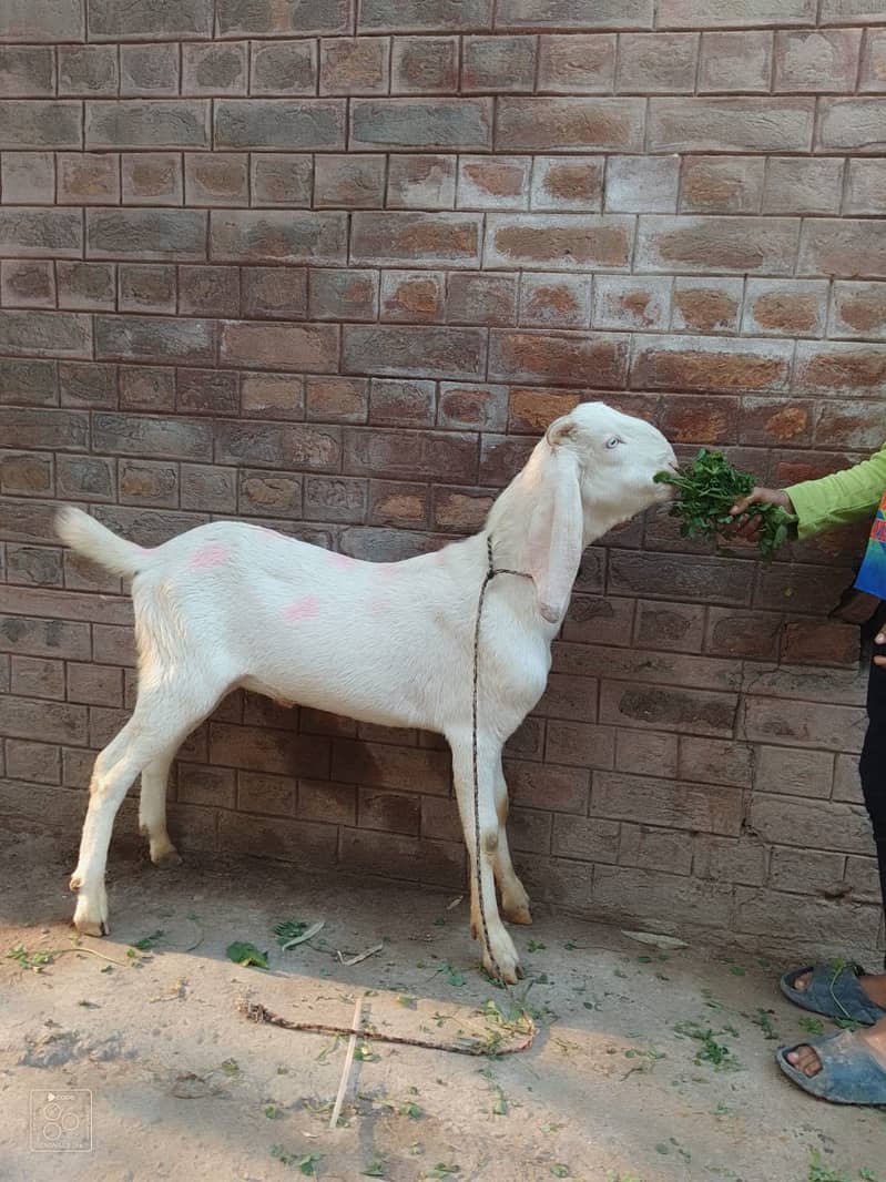 Goats | Ablak Goat | Gulabi Goat | Desi Goats | Goats For Sale 3