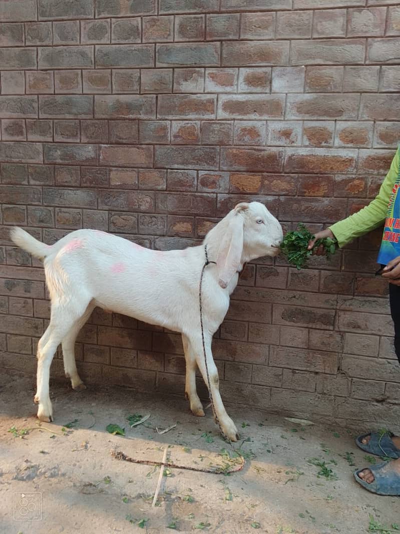 Goats | Ablak Goat | Gulabi Goat | Desi Goats | Goats For Sale 4