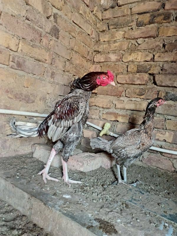 amroha pair good quality 3