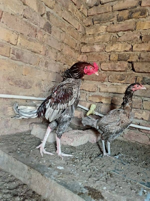 amroha pair good quality 4