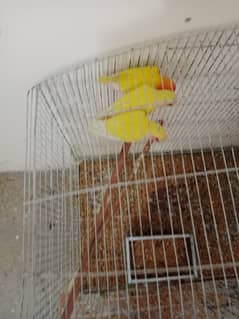 love birds for sale home breed healthy and exctive