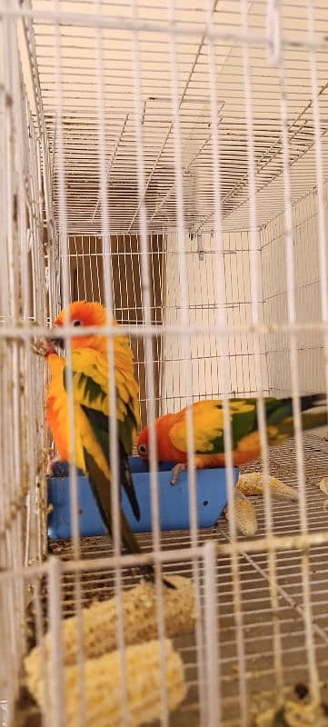 Sun Conure Breeder Pair with DNA 0