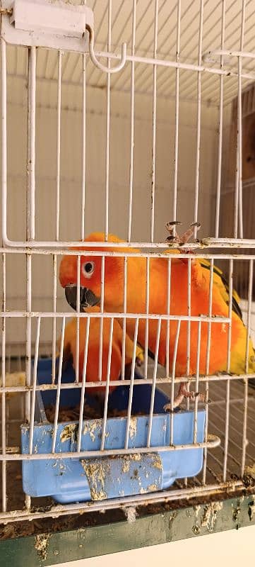 Sun Conure Breeder Pair with DNA 1