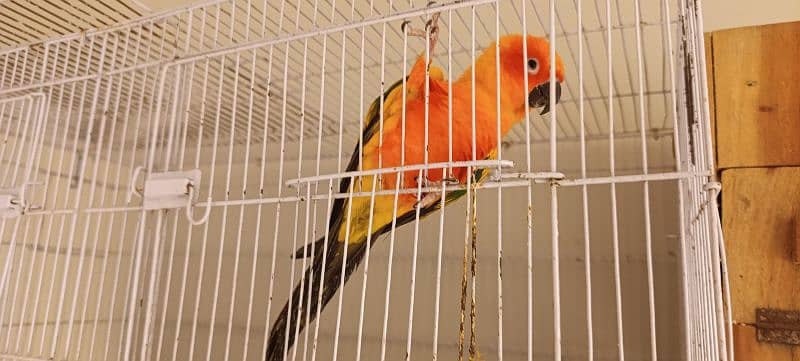 Sun Conure Breeder Pair with DNA 2