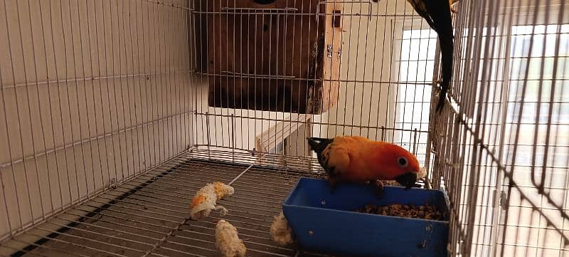 Sun Conure Breeder Pair with DNA 3