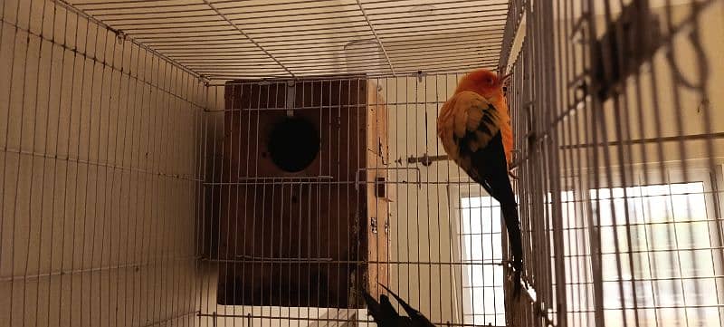 Sun Conure Breeder Pair with DNA 4