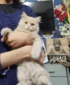 Persian cat for sale