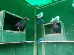 Fancy Pigeons (whole setup) for Sale (Lahore)