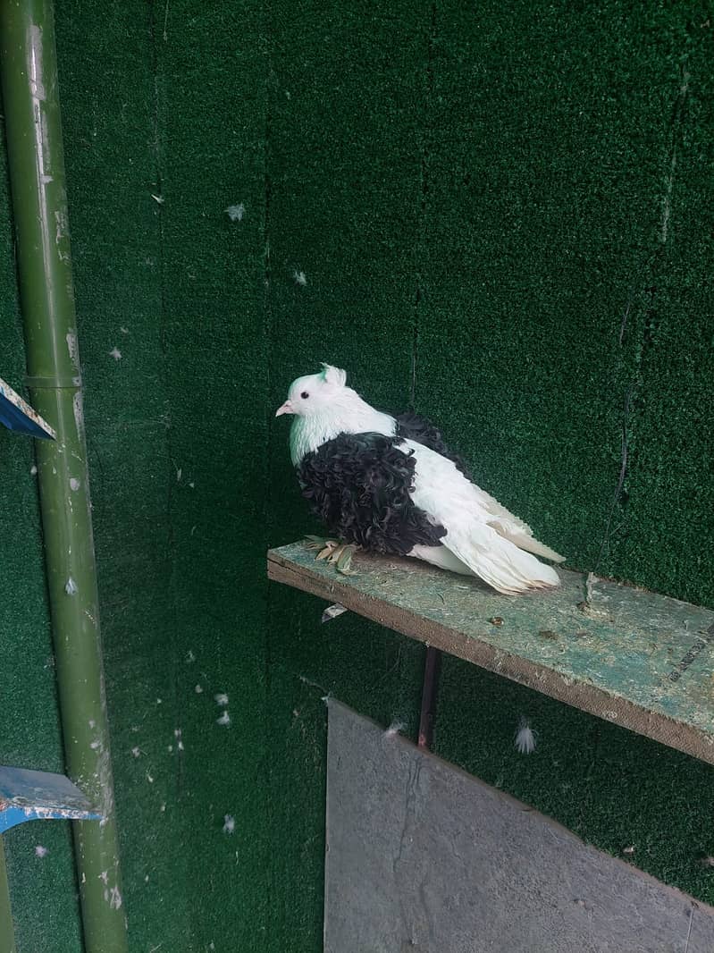 Fancy Pigeons (whole setup) for Sale (Lahore) 2