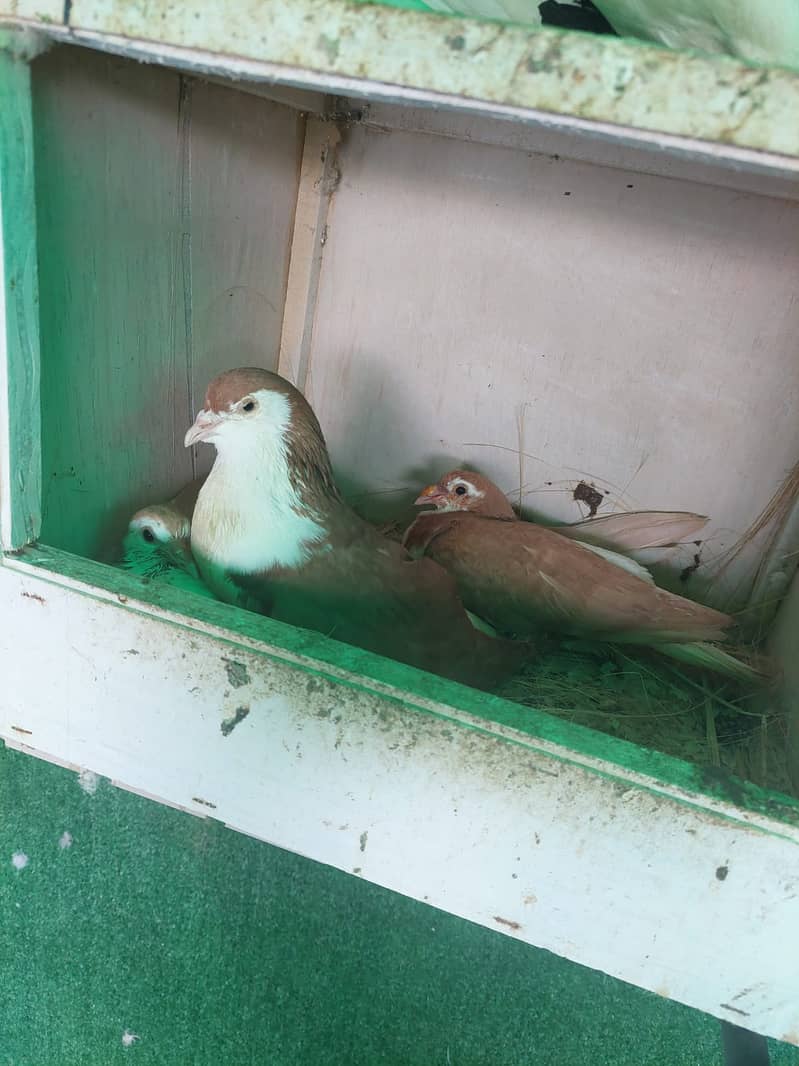 Fancy Pigeons (whole setup) for Sale (Lahore) 3