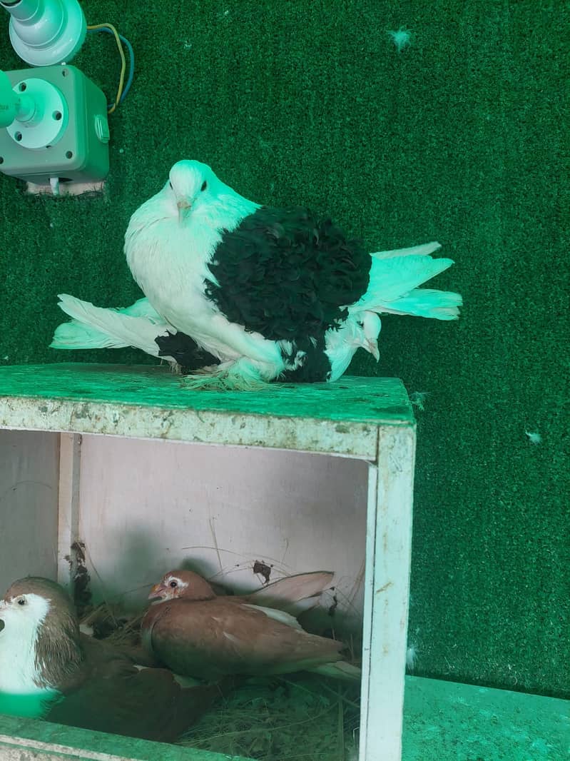 Fancy Pigeons (whole setup) for Sale (Lahore) 4