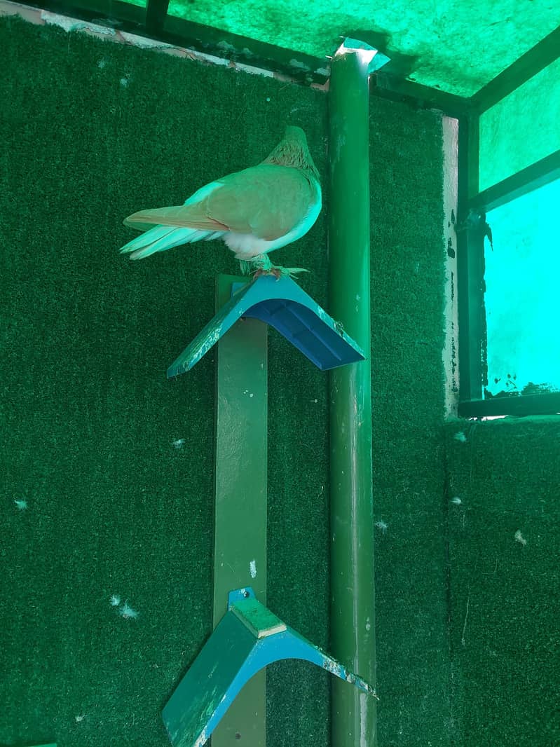 Fancy Pigeons (whole setup) for Sale (Lahore) 5