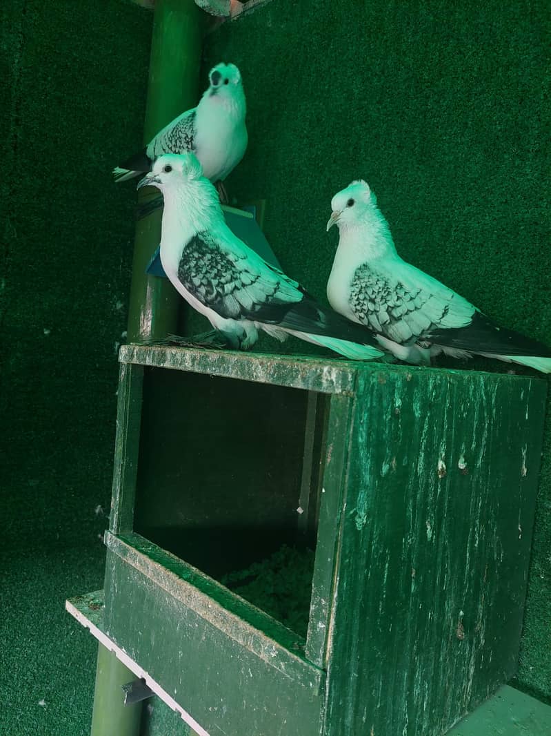 Fancy Pigeons (whole setup) for Sale (Lahore) 6