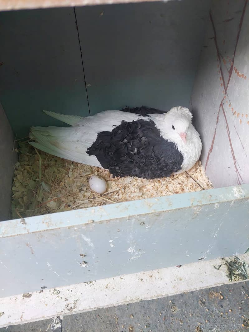 Fancy Pigeons (whole setup) for Sale (Lahore) 7