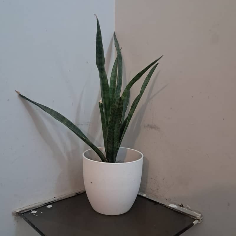 Snake Plant with Beautiful White Vase 0