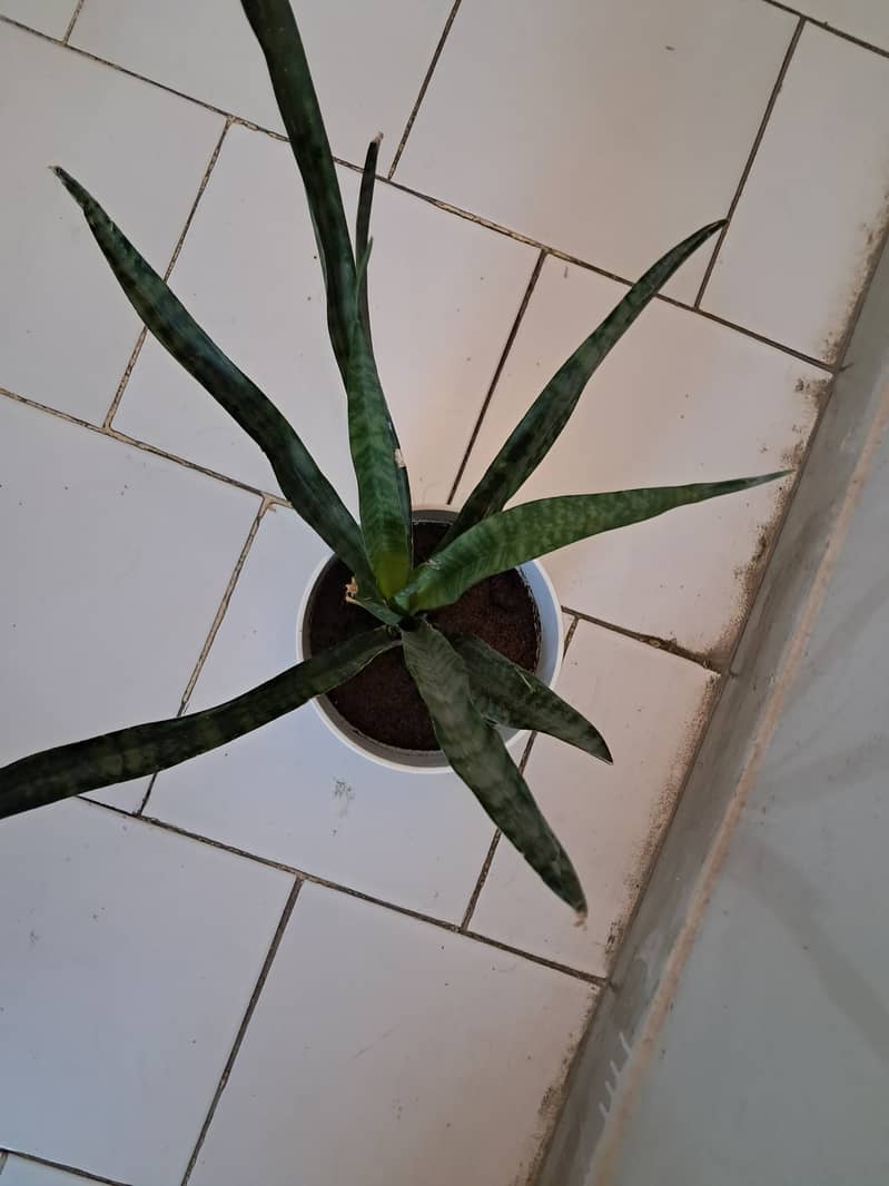 Snake Plant with Beautiful White Vase 1