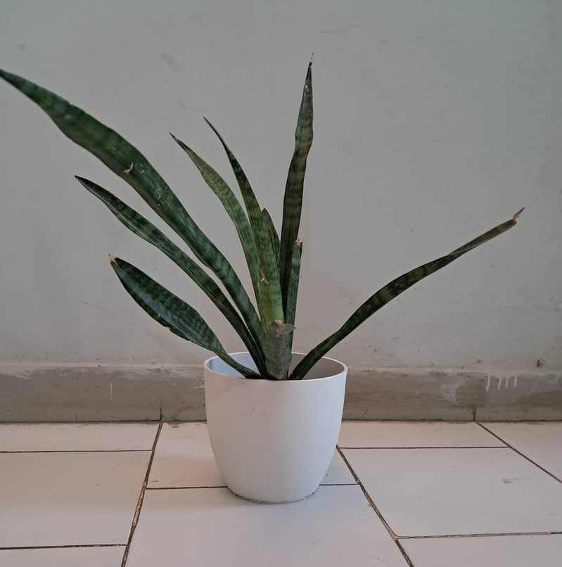 Snake Plant with Beautiful White Vase 2