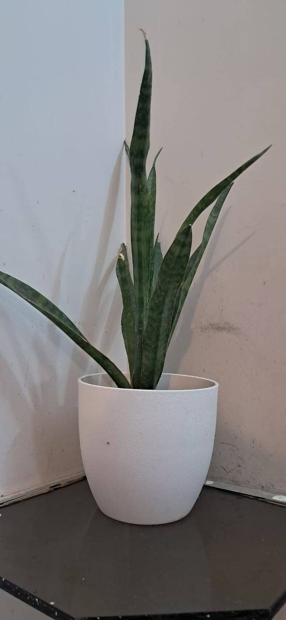 Snake Plant with Beautiful White Vase 3