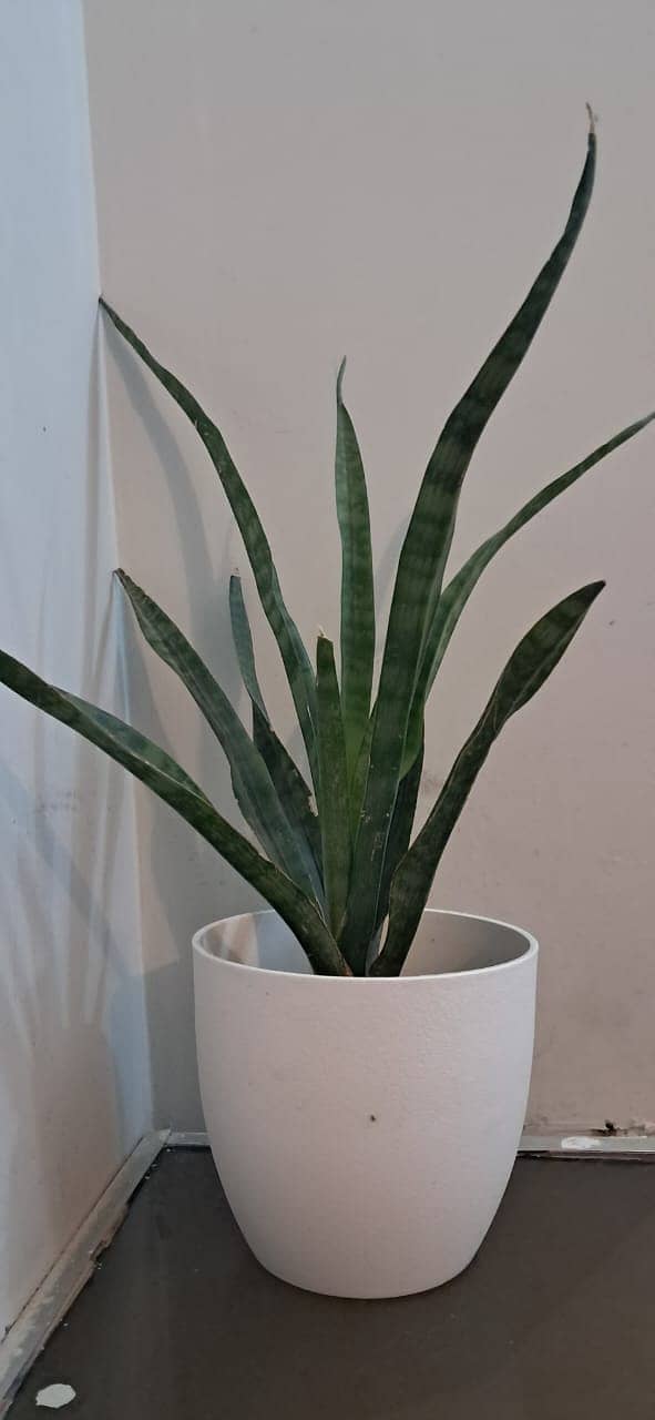 Snake Plant with Beautiful White Vase 4