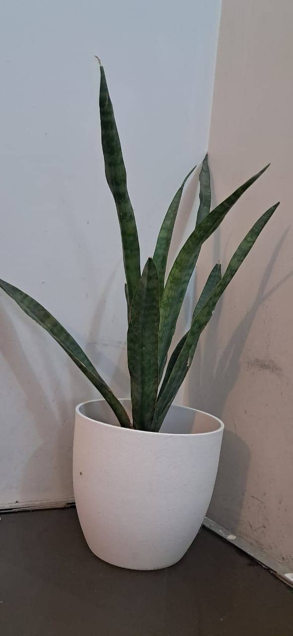 Snake Plant with Beautiful White Vase 6