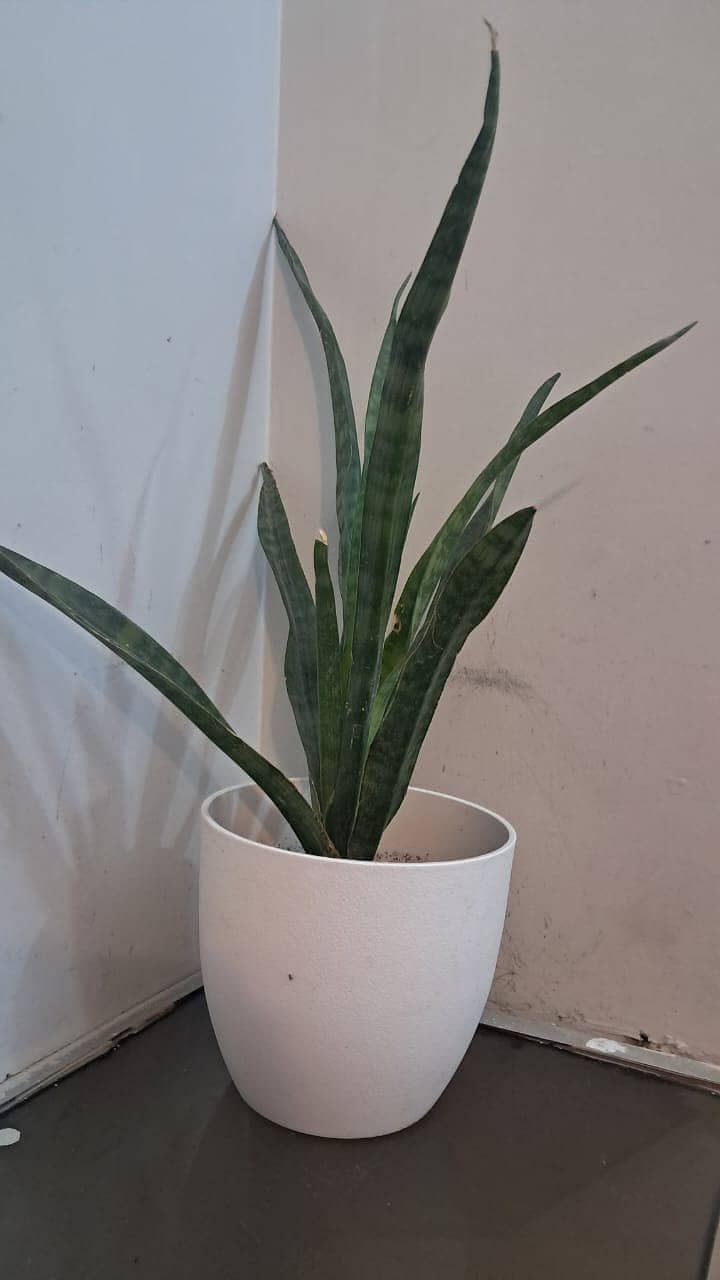 Snake Plant with Beautiful White Vase 7