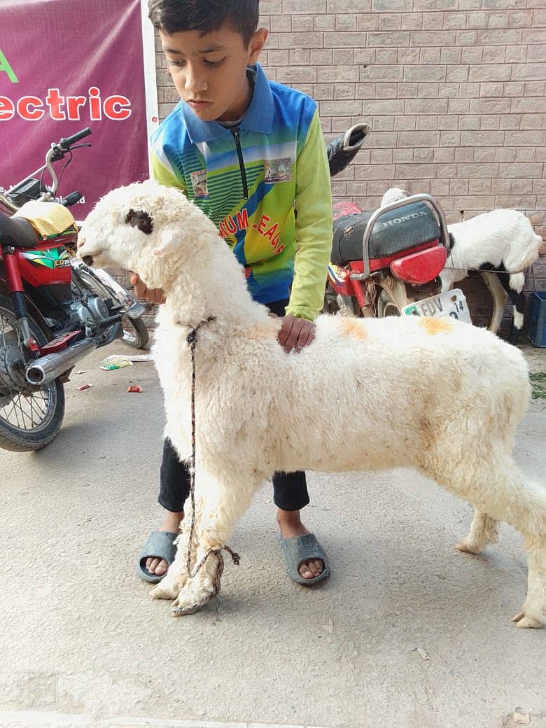 kajla /chatra / bakra | mundra | Breader | بکرا | male Sheep /goat 0