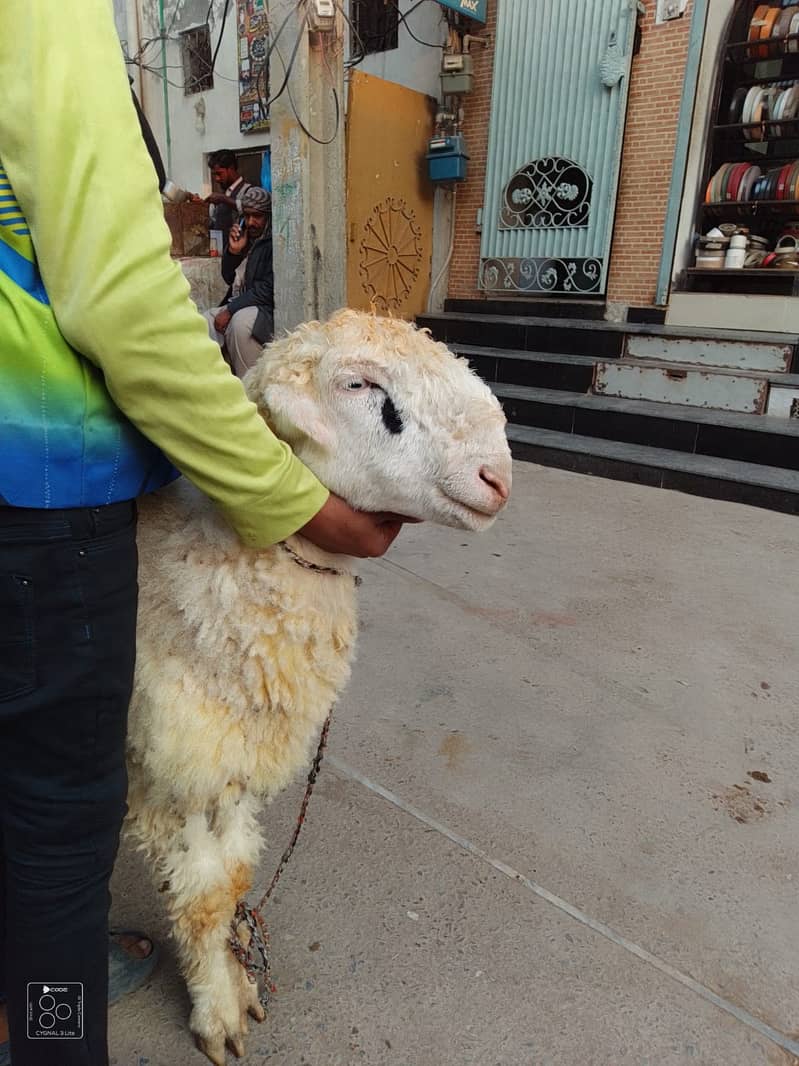 kajla /chatra / bakra | mundra | Breader | بکرا | male Sheep /goat 1