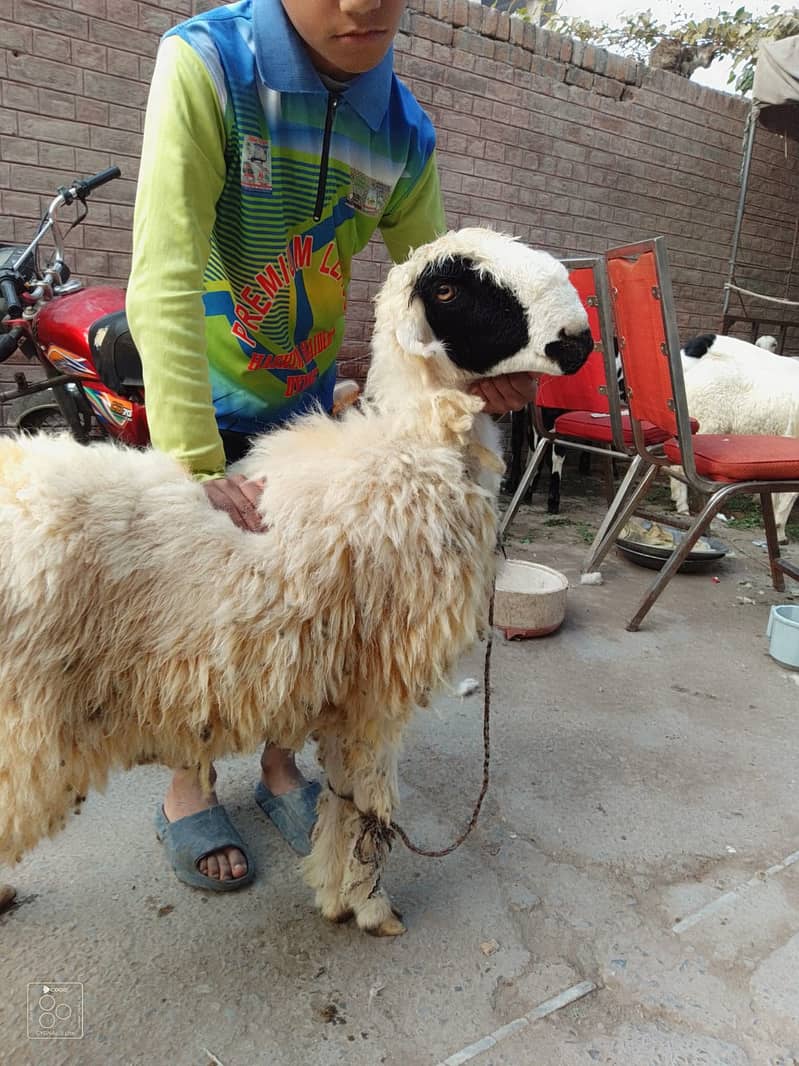 kajla /chatra / bakra | mundra | Breader | بکرا | male Sheep /goat 2