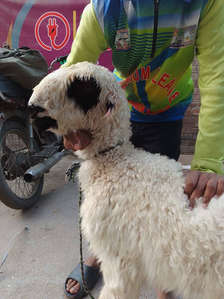 kajla /chatra / bakra | mundra | Breader | بکرا | male Sheep /goat 3