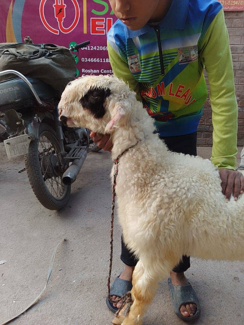 kajla /chatra / bakra | mundra | Breader | بکرا | male Sheep /goat 4