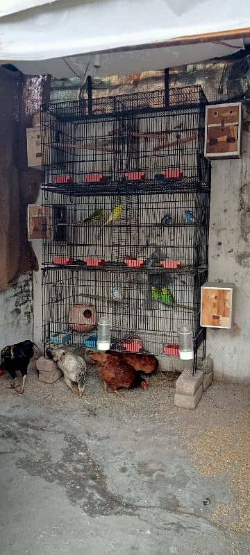 Birds Cage For Sale 4