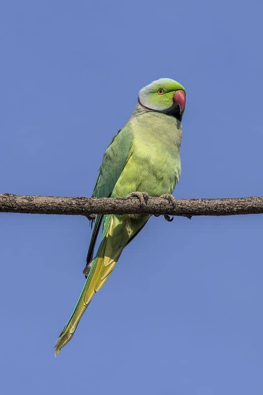 Green Ringneck Parrot pair 0