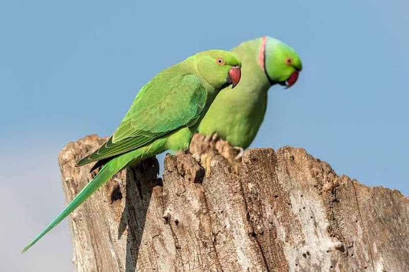 Green Ringneck Parrot pair 1