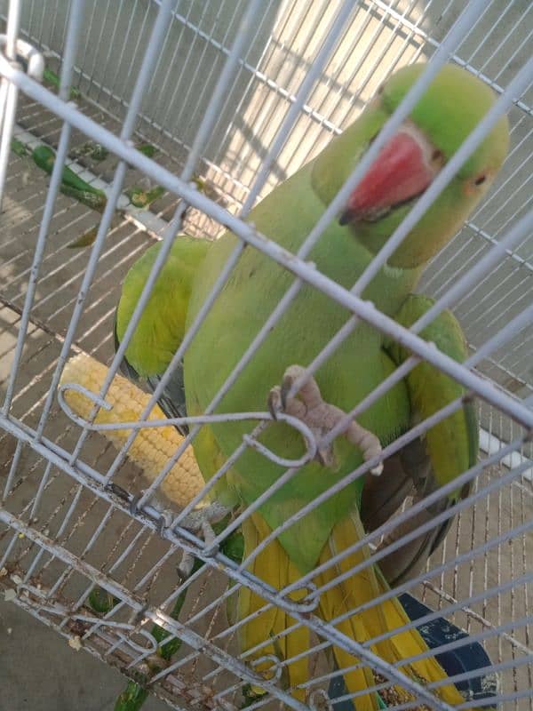 Green Ringneck Parrot pair 3