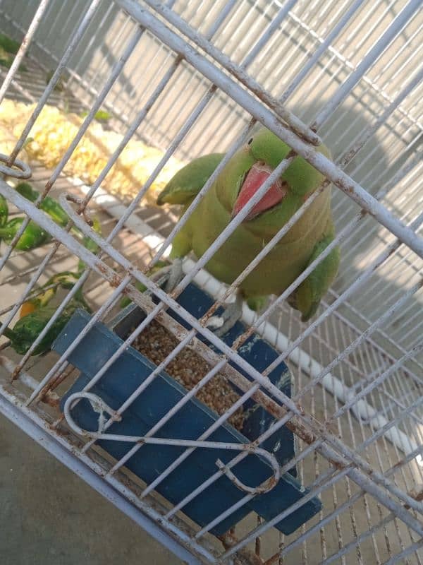 Green Ringneck Parrot pair 4