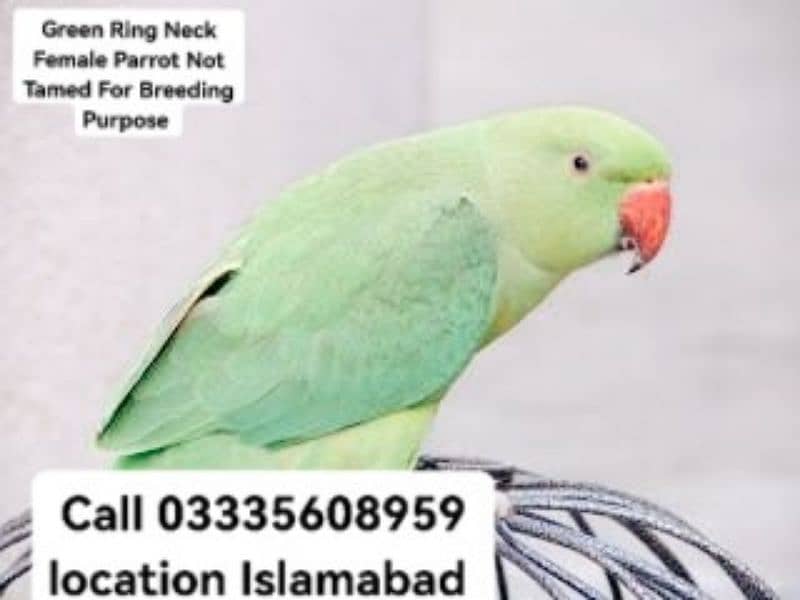 Green Ring Neck Female Parrot Not Tamed For Breeding Breeding Purpose 0