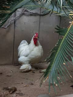 Bantam